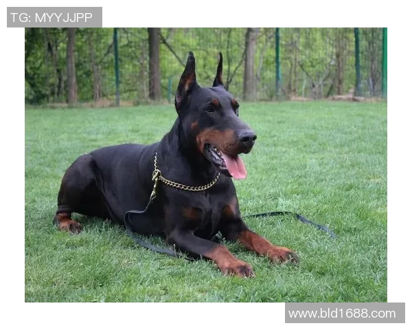 养杜宾的足球明星们如何在赛场与生活中展现忠诚与勇气